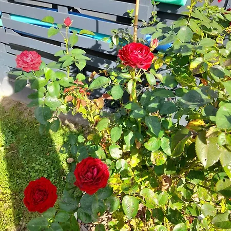 Oda ve Kahvaltı Champetre Angrie