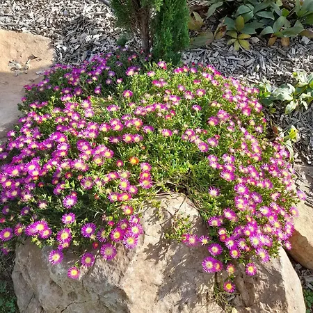 住宿加早餐酒店 Champetre 4*