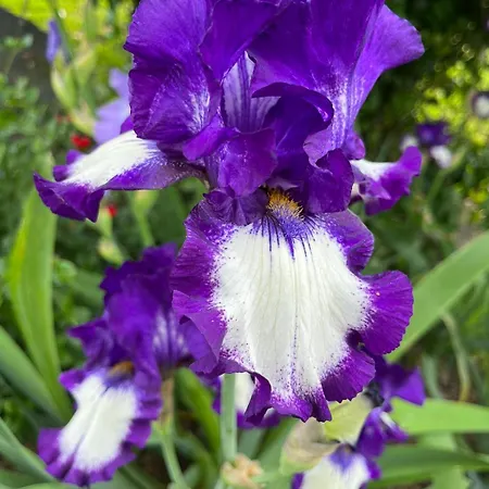 Champetre 住宿加早餐酒店 Angrie