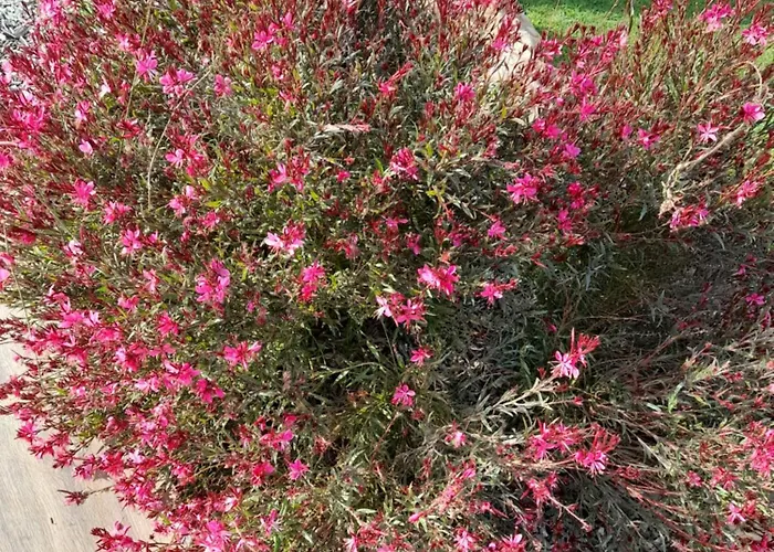 Couette-café Champêtre